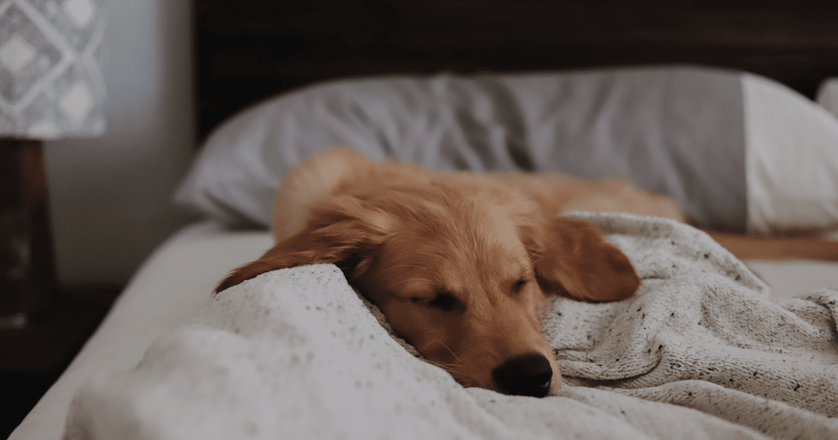 A dog sleeping and being comfy on a bed