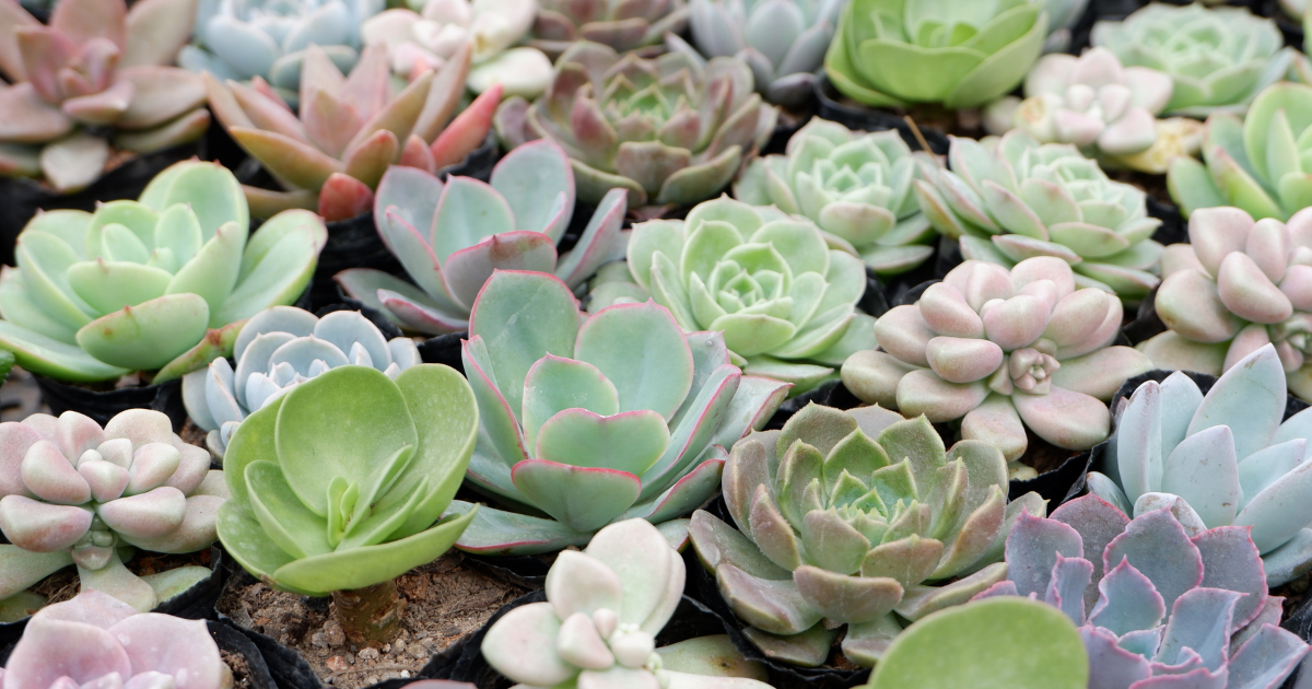 A close up shot of green succulents