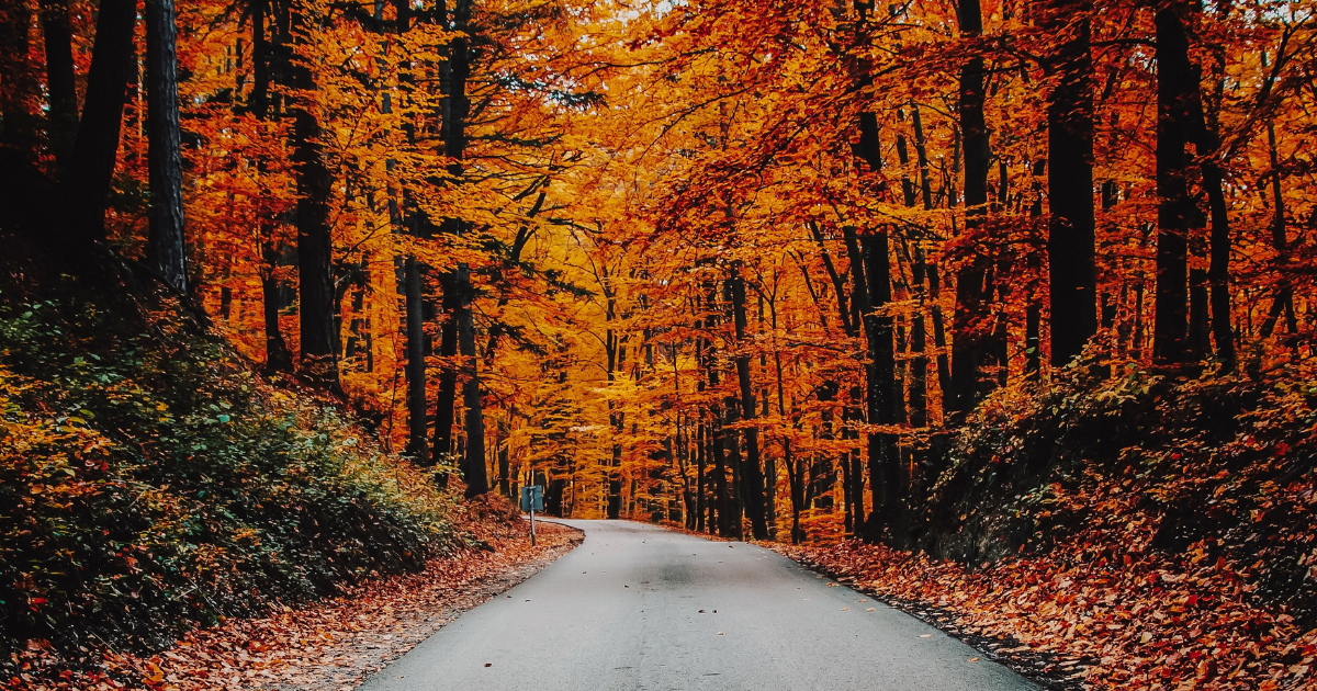 A concrete path winding through a forest with trees that have turned colours for autumn