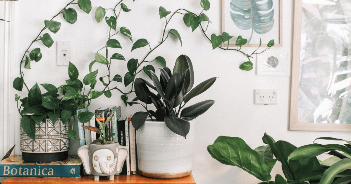 Plants and books on a self in a house