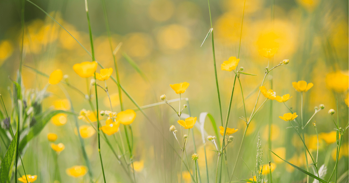 Yellow spring flowers blowing in the wind on a sunny day