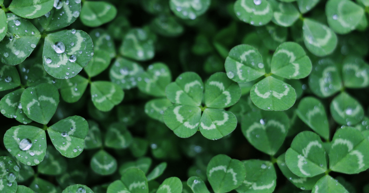 A close up image of a field of 3 leaf clovers