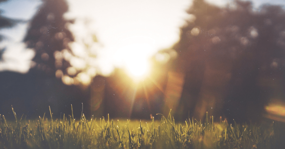 Sunshine coming through a field of grass