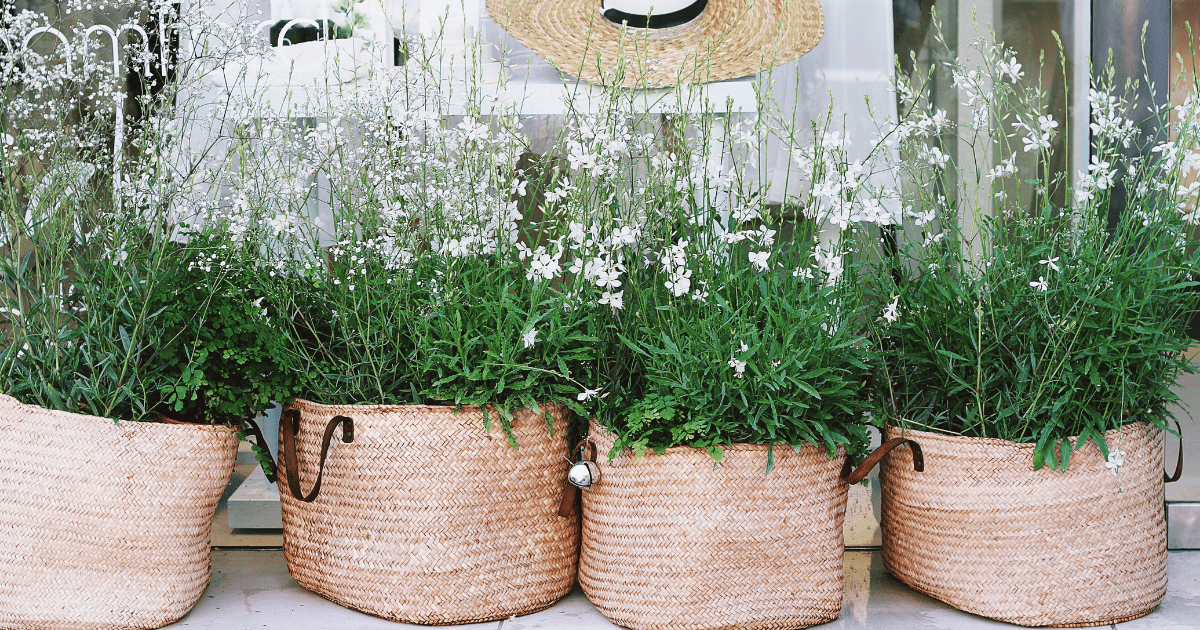 Flowers potted in wicker baskets sitting in front of a window on a sunny day