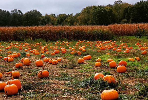 A bunch of pumpkins at Apple Land