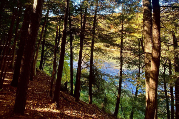 The hiking trail at Kain Woods.