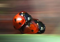 Two Ladybugs