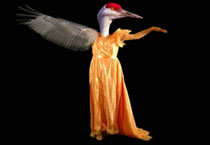 Bird wearing a dress