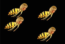 Women's heads on four bees.