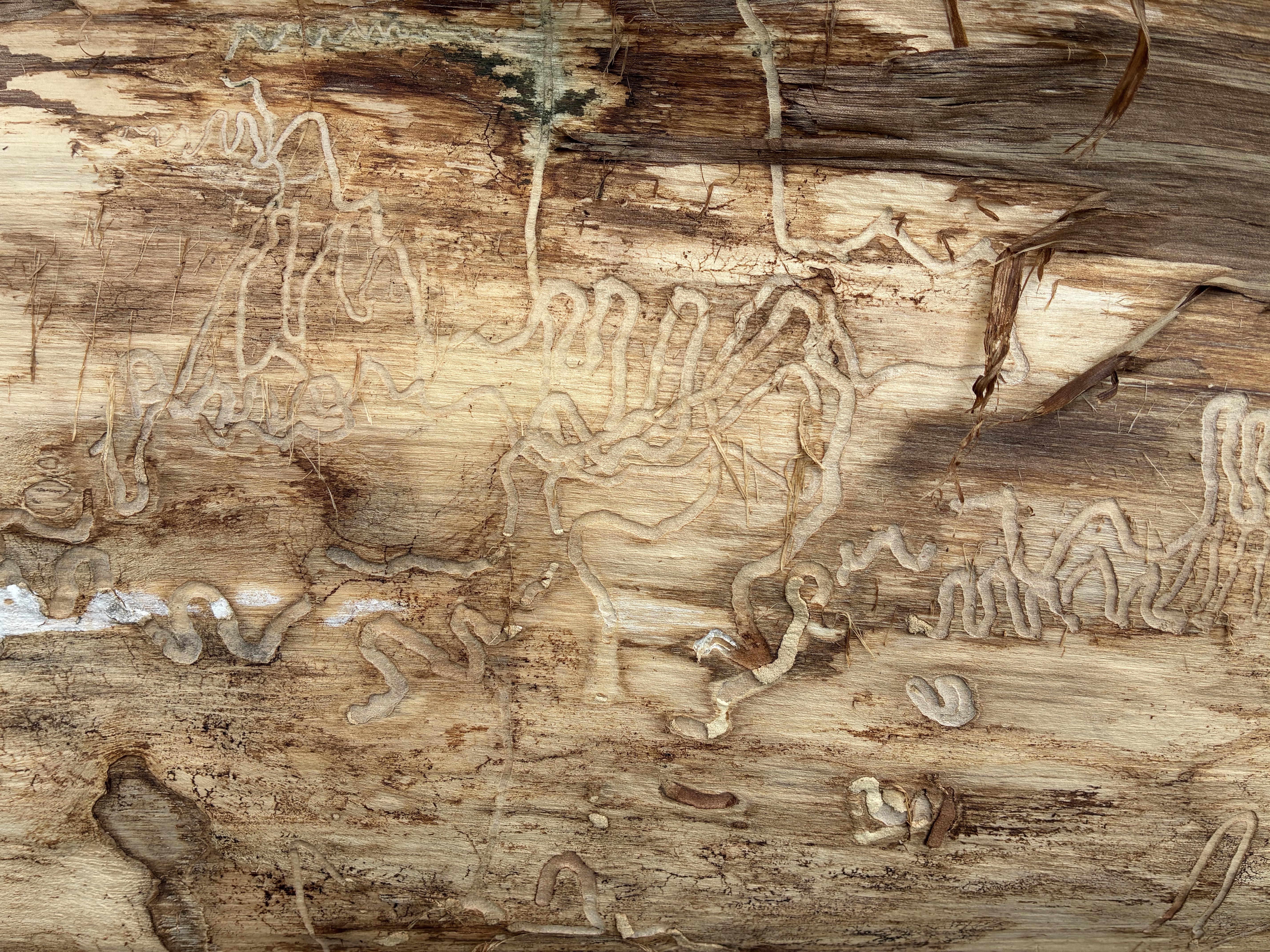 closeup tree trunk with what looks like an engraving