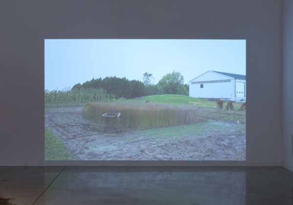 installation view, video projection of flax growing in a field