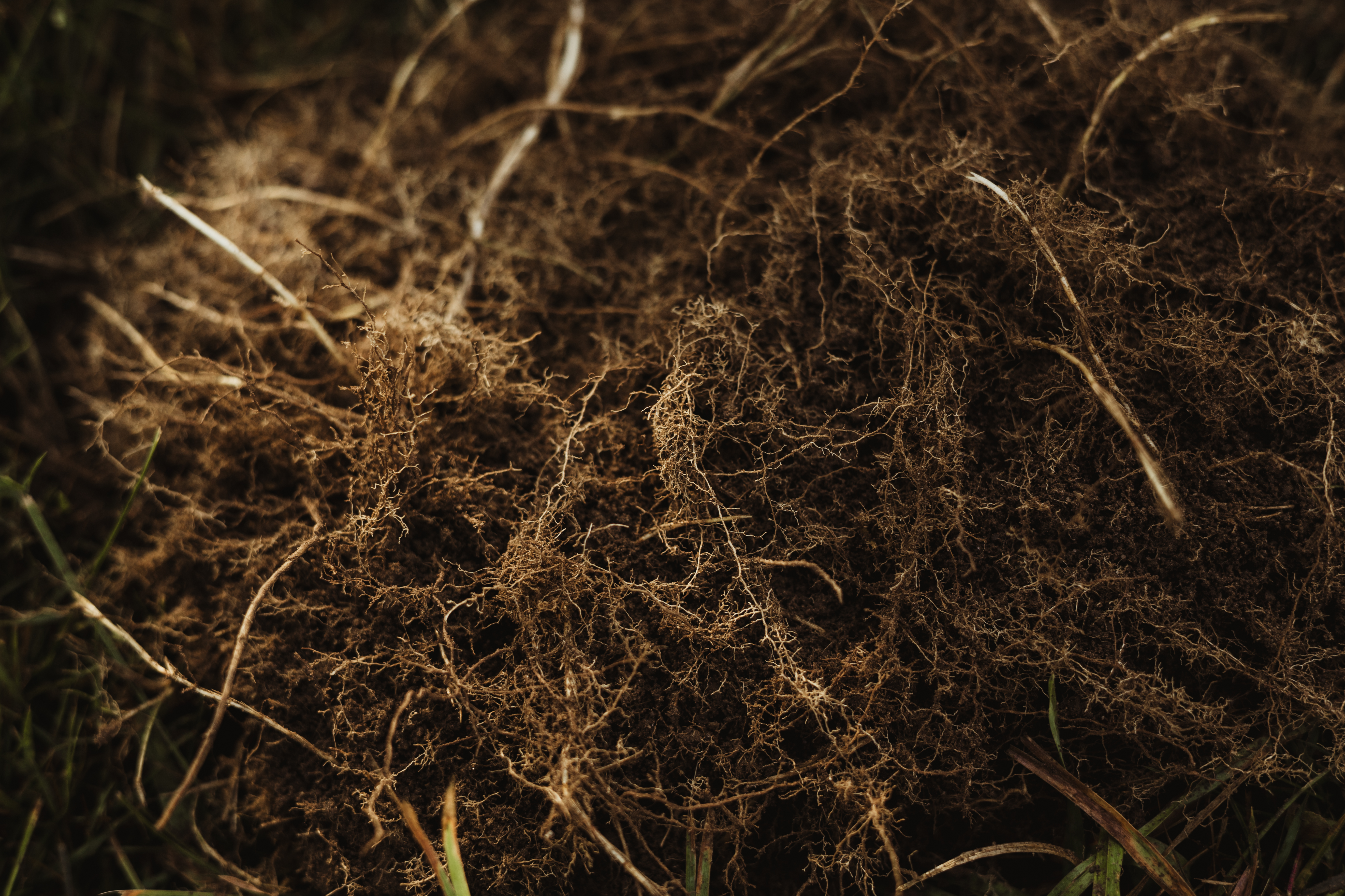 closeup soil and roots, black background