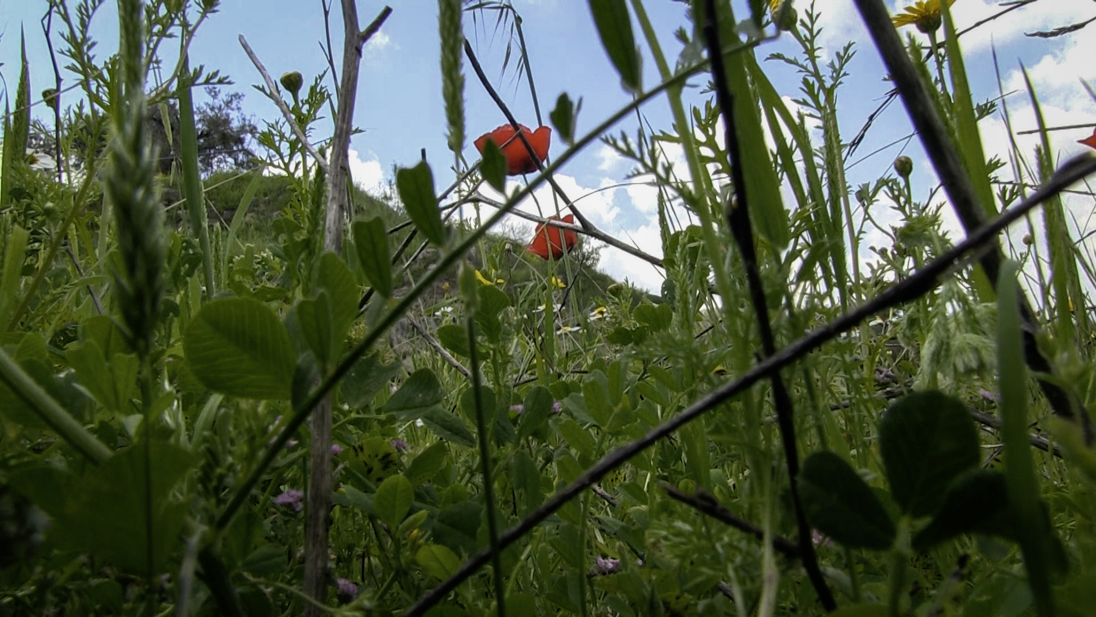 closeup floral image