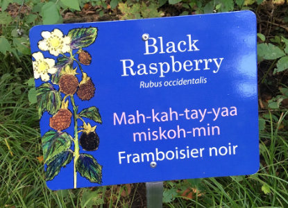 11-MOA-blackrasberry.jpg